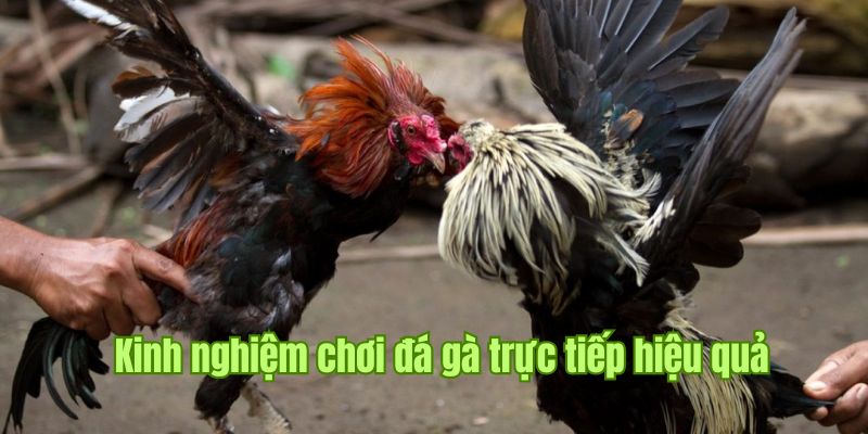 Đá gà trực tiếp QQ88 thắng lớn qua việc quan sát ngoại hình 